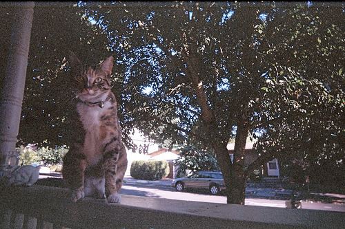 Cat 6