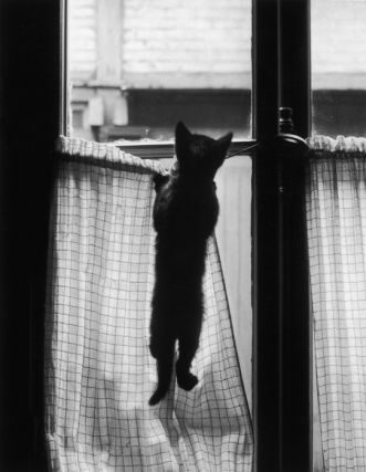 Cat 1
