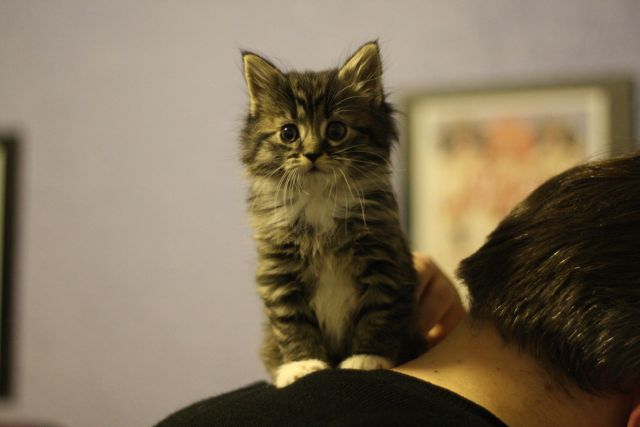 Cat 1