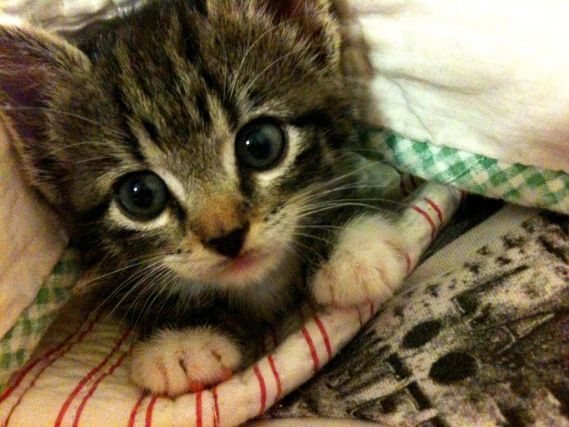 Cat 1