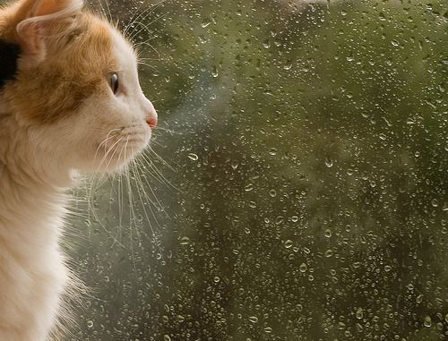 Cat 1