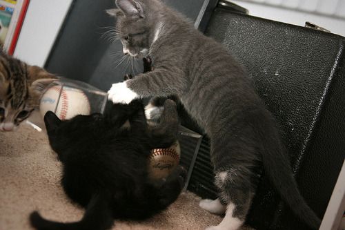Cat 1
