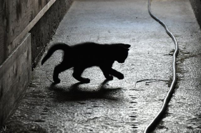 Cat 4