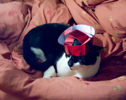 Cat 1