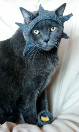Cat 1
