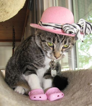 Cat 1