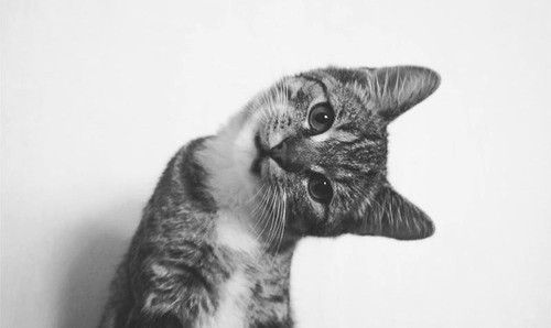 Cat 1