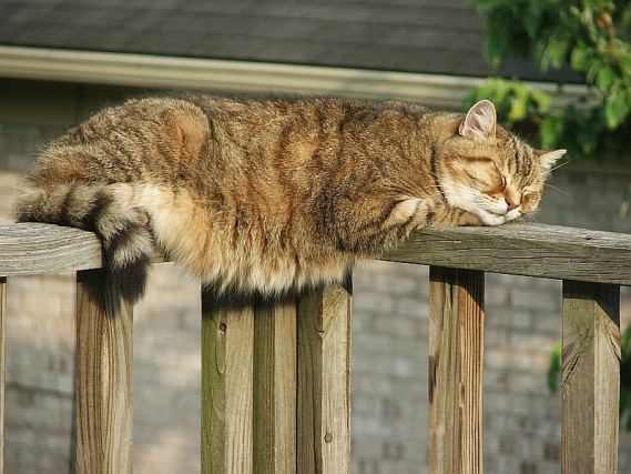 Cat 1