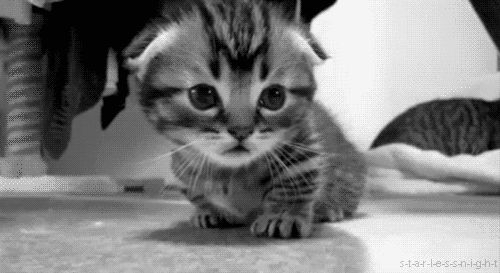 Cat 1