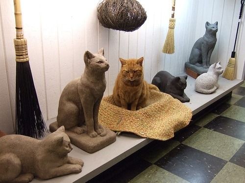 Cat 1
