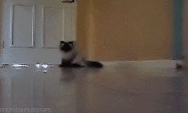 Cat 1