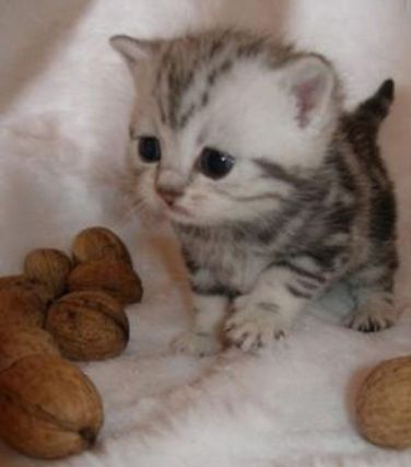 Cat 1
