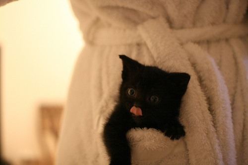 Cat 1
