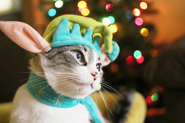 Cat 4