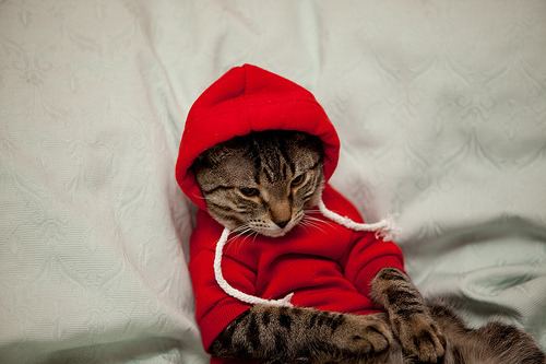 Cat 2