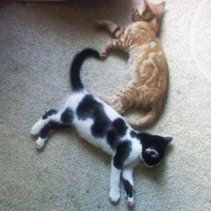 Cat 1