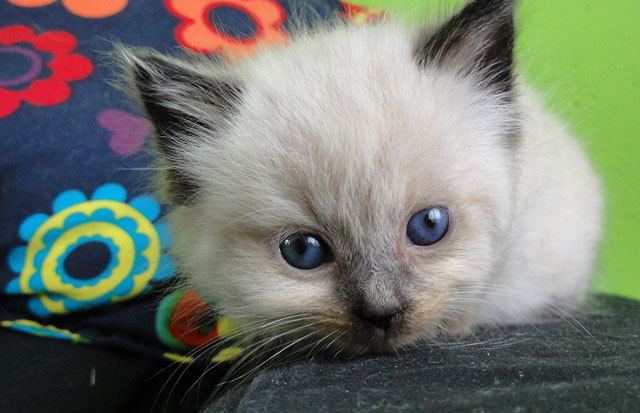 Cat 1