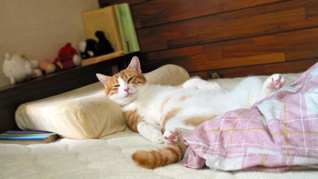 Cat 1