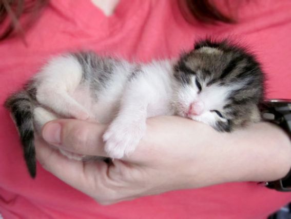 Cat 1