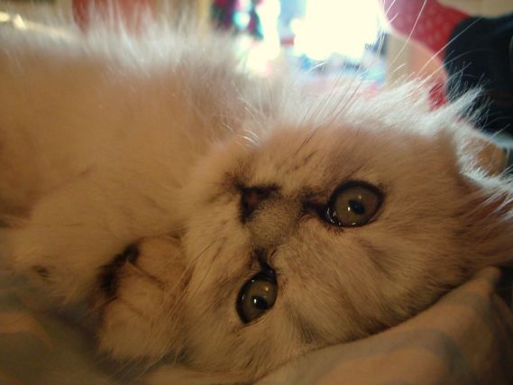 Cat 1