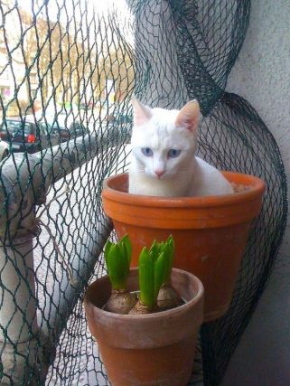 Cat 1