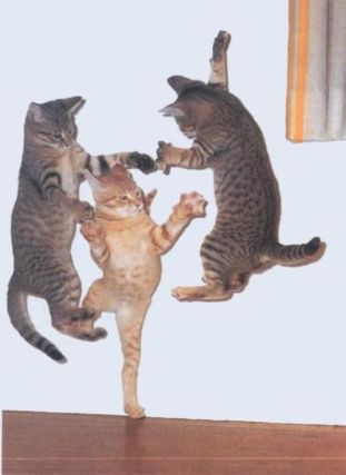 Cat 1