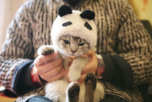 Cat 1