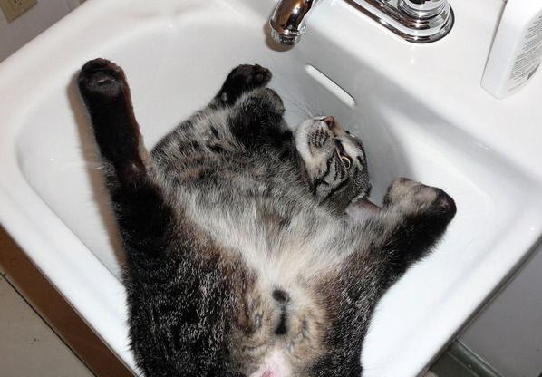 Cat 1