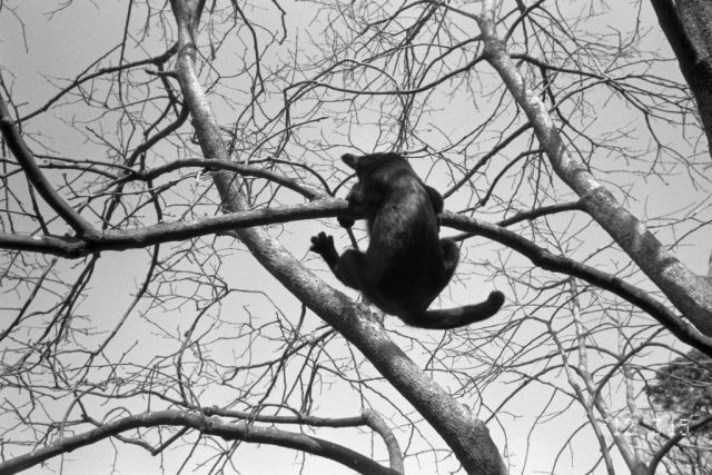 Cat 1