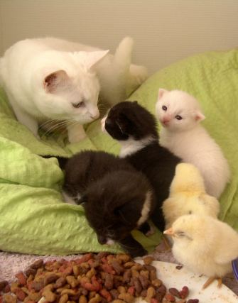 Cat 10