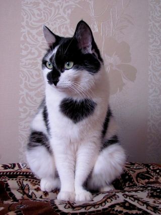 Cat 1