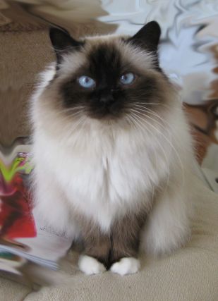 Cat 1