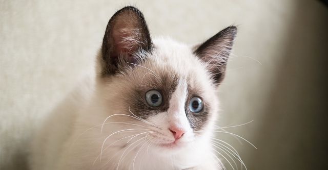 Cat 1