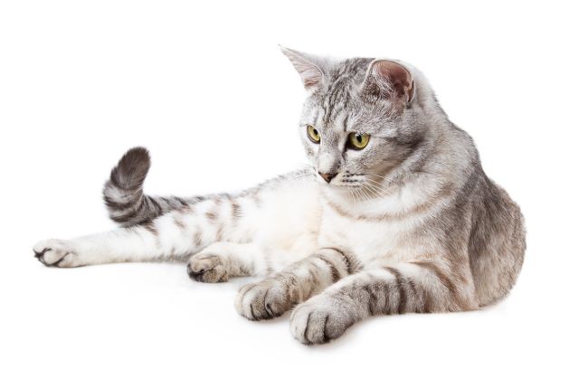 Cat 1