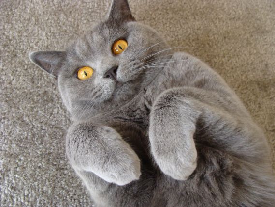 Cat 1