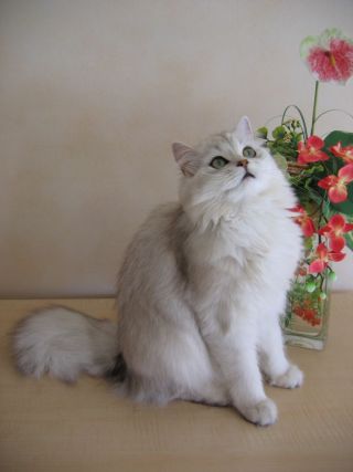 Cat 1