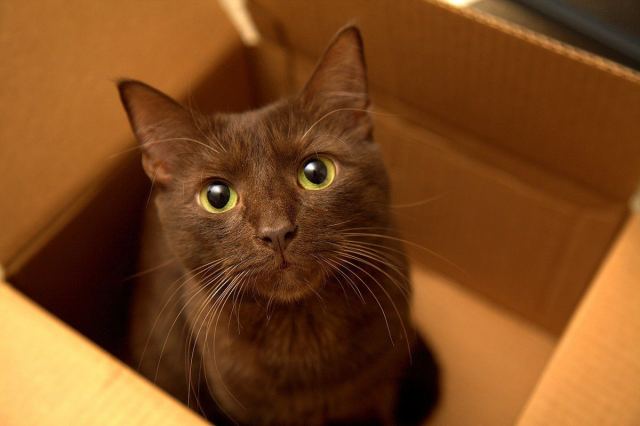 Cat 9