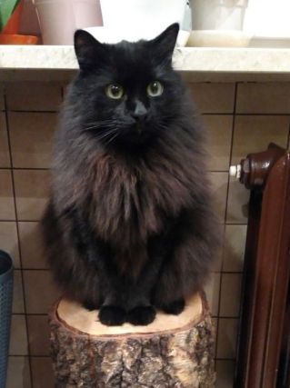Cat 1