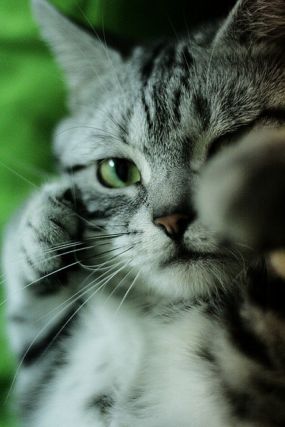 Cat 1