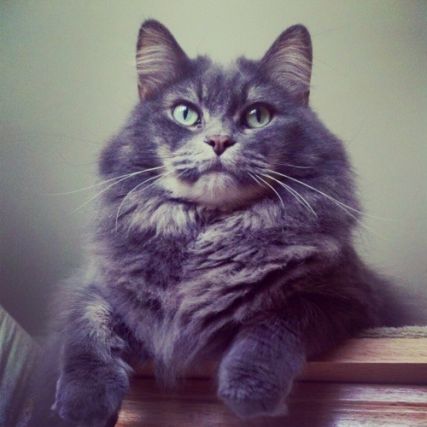 Cat 1