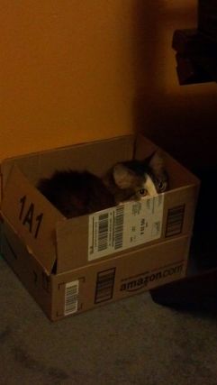 Cat 1