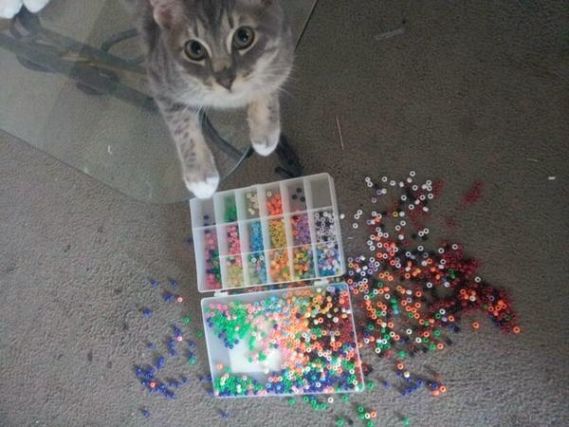 Cat 1