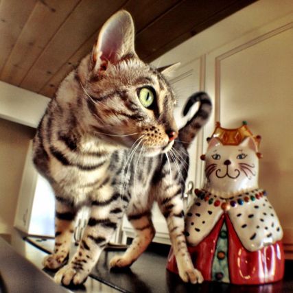 Cat 1