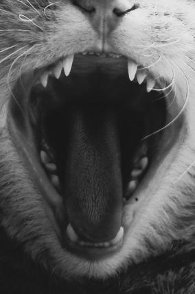 Cat 1