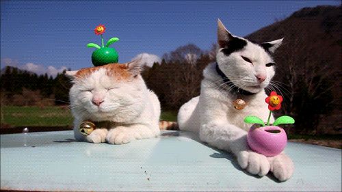 Cat 1