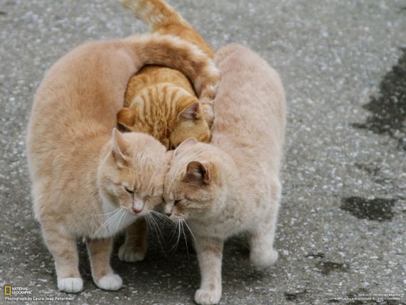 Cat 1