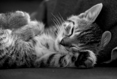 Cat 1