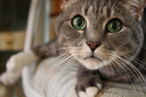 Cat 1