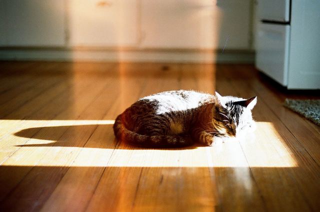 Cat 1