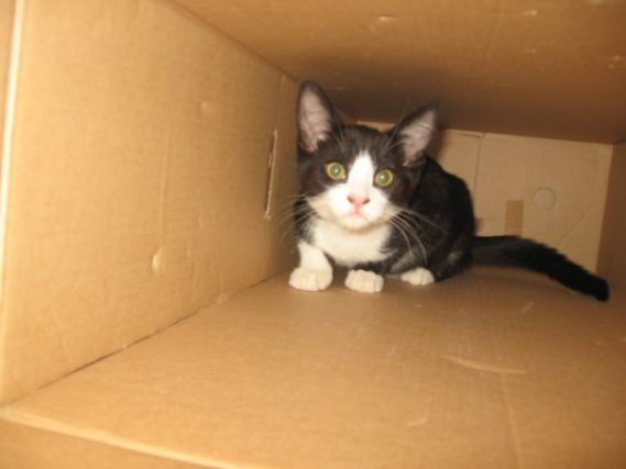 Cat 1
